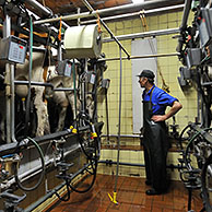 Milker with cows attached to milking machine (Bos taurus) in the milking parlor, Belgium